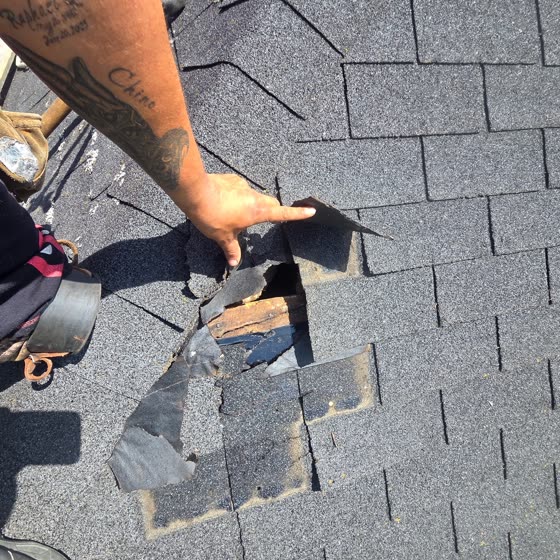 Harnessed roofer pointing out rot through the shingle